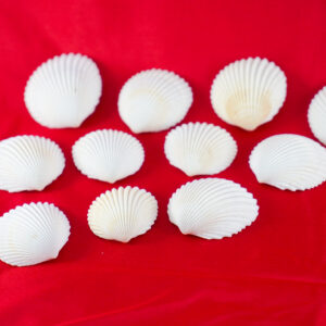 Schelpen van De Feestdoos