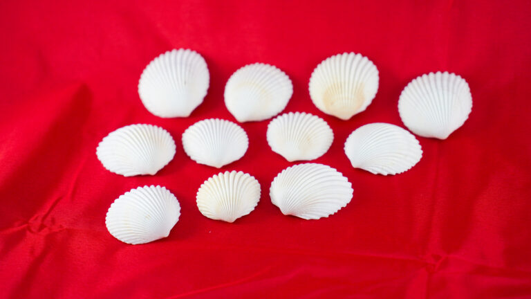 Schelpen van De Feestdoos