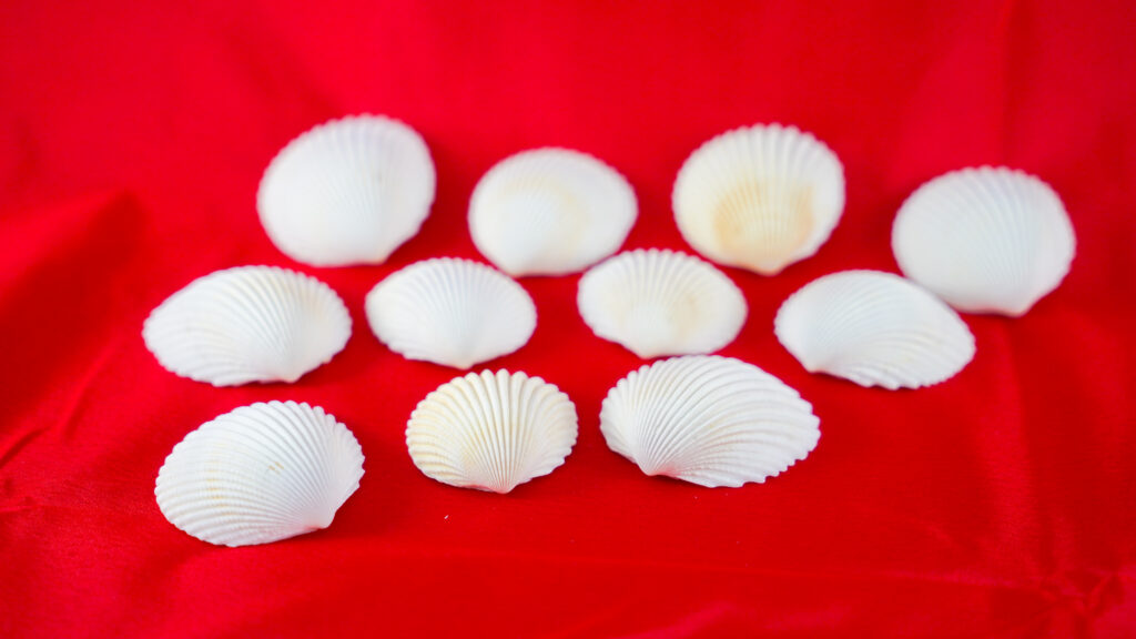 Schelpen van De Feestdoos